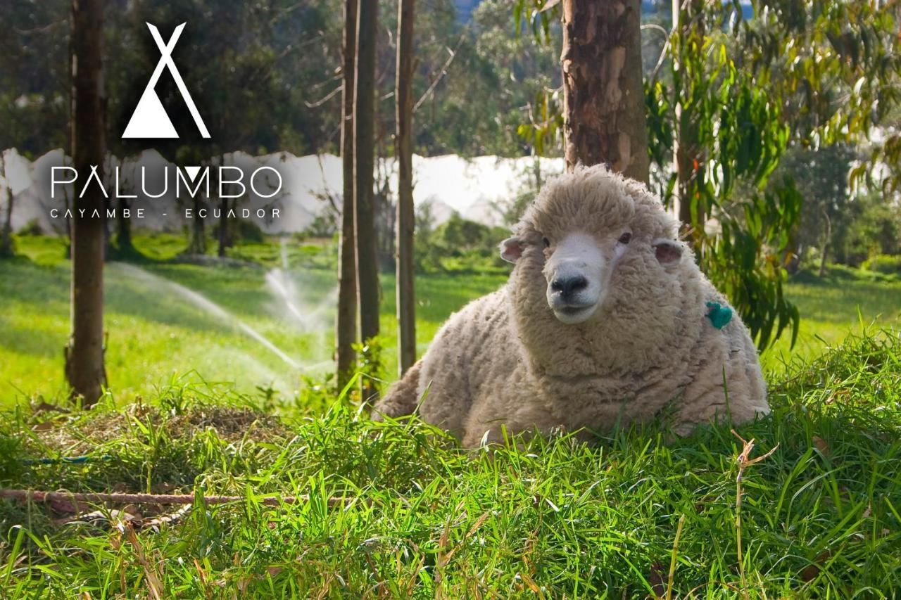 Palumbo Glamping & Villas Cayambe Εξωτερικό φωτογραφία